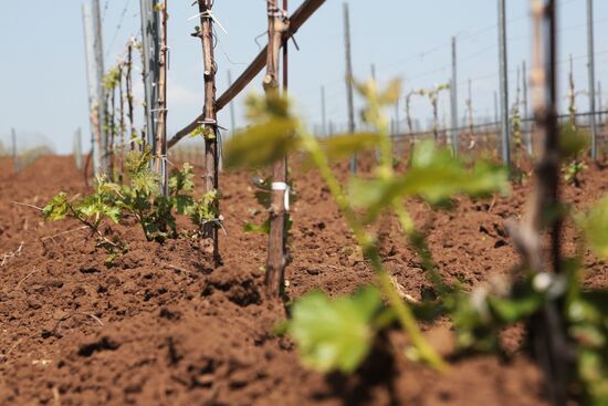 Crimean vineyards