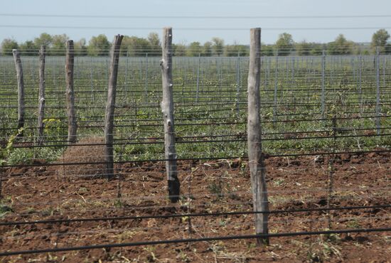 Crimean vineyards