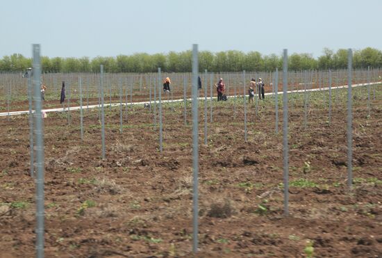 Crimean vineyards