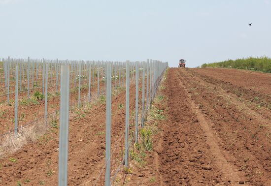 Crimean vineyards