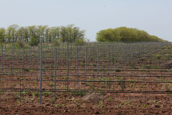 Crimean vineyards