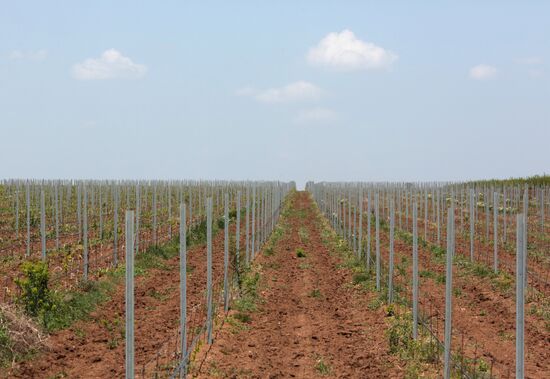 Crimean vineyards