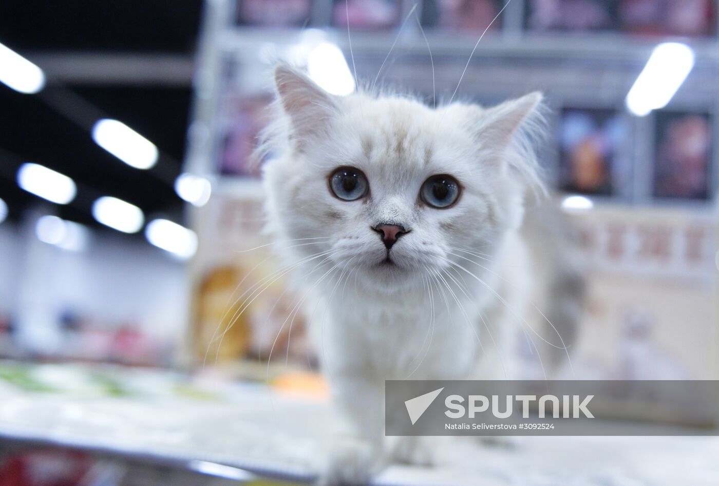 Valencia Cup Spring cat show