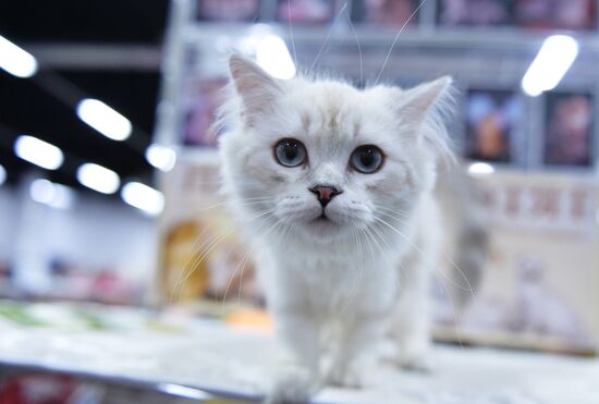 Valencia Cup Spring cat show