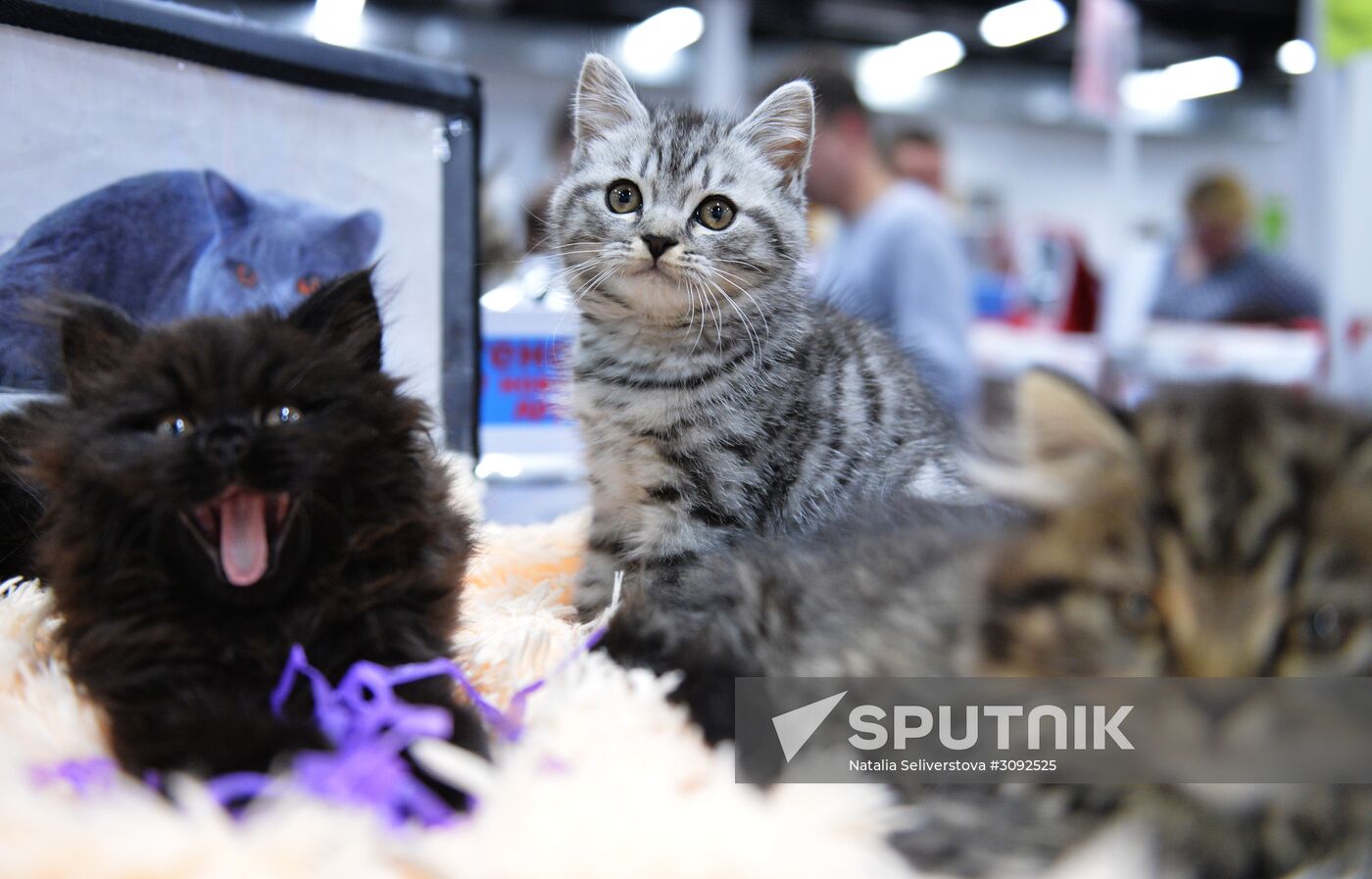 Valencia Cup Spring cat show