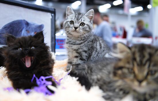 Valencia Cup Spring cat show