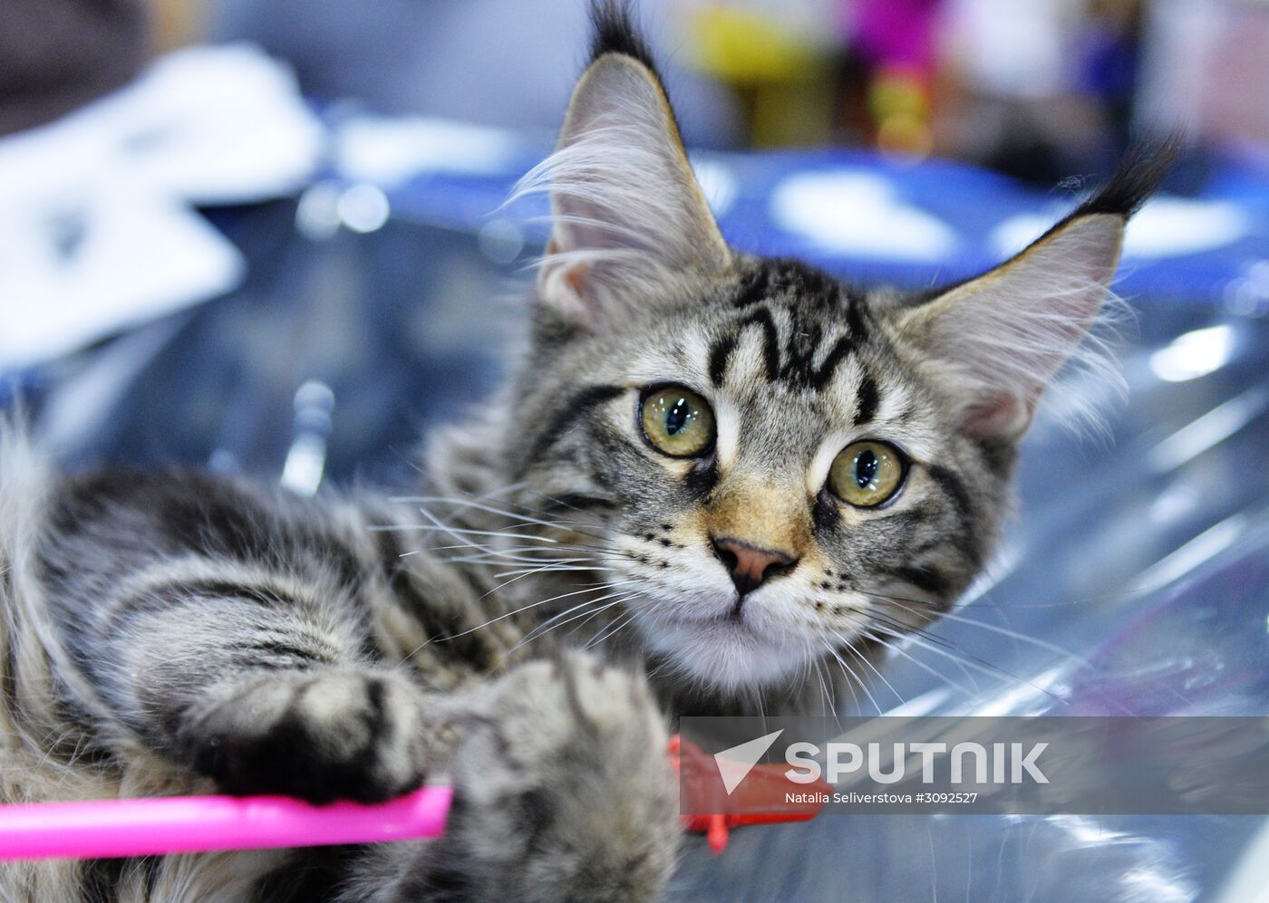 Valencia Cup Spring cat show