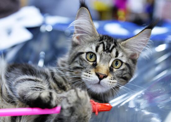 Valencia Cup Spring cat show