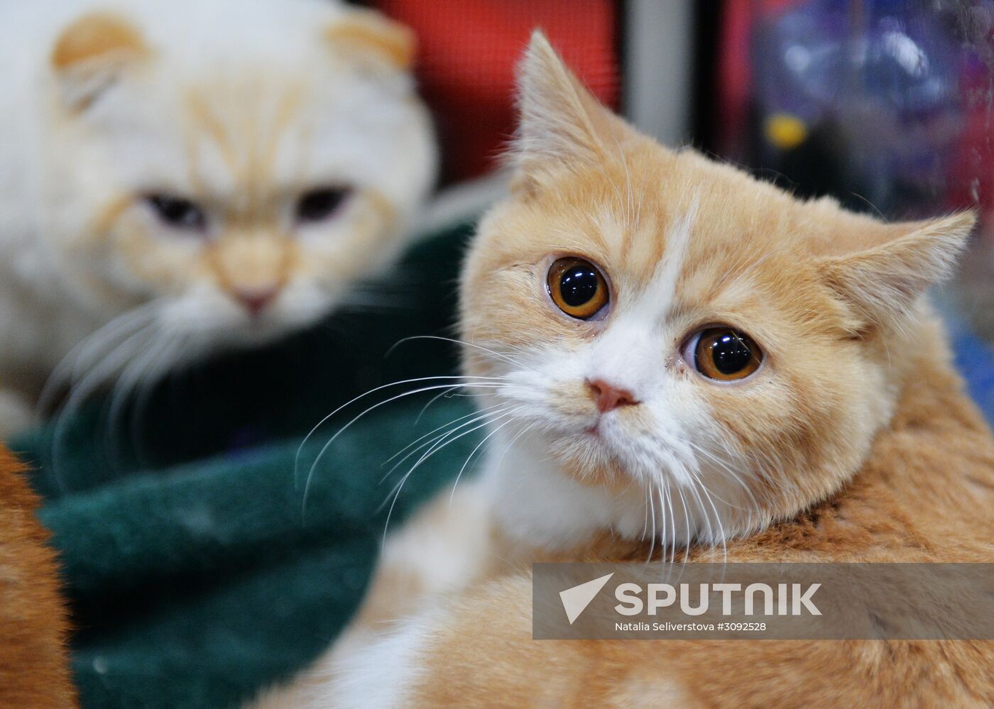 Valencia Cup Spring cat show