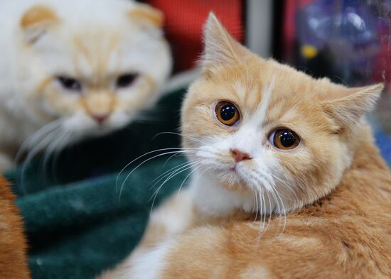 Valencia Cup Spring cat show