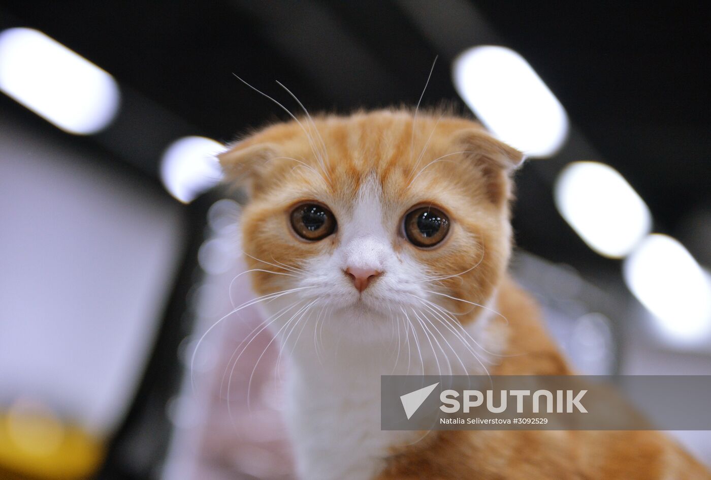 Valencia Cup Spring cat show