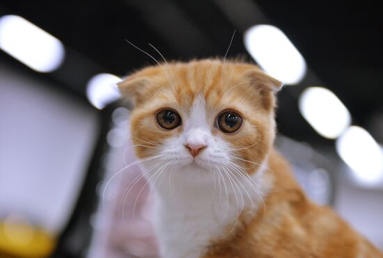 Valencia Cup Spring cat show