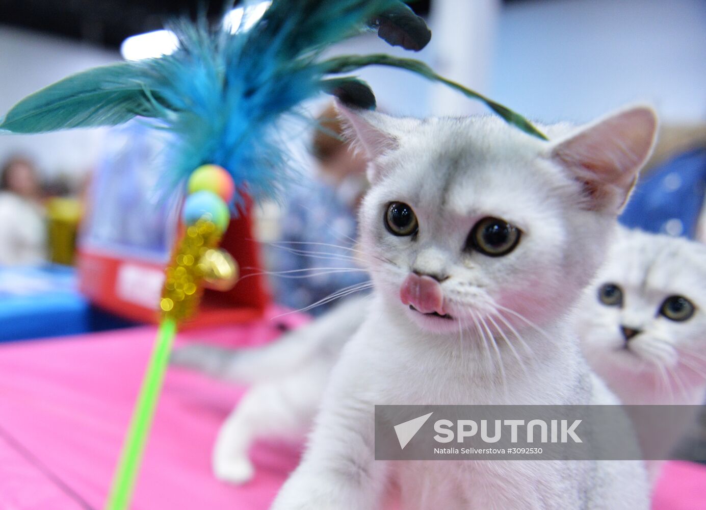 Valencia Cup Spring cat show