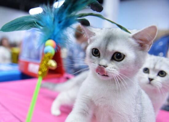 Valencia Cup Spring cat show