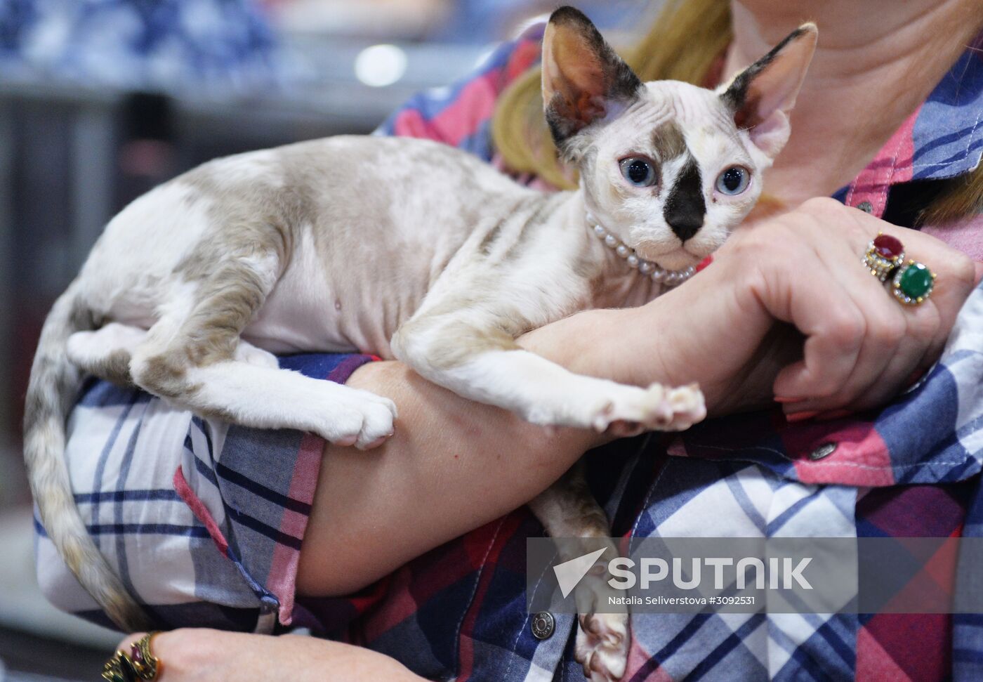 Valencia Cup Spring cat show
