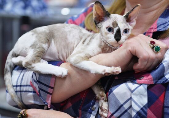 Valencia Cup Spring cat show