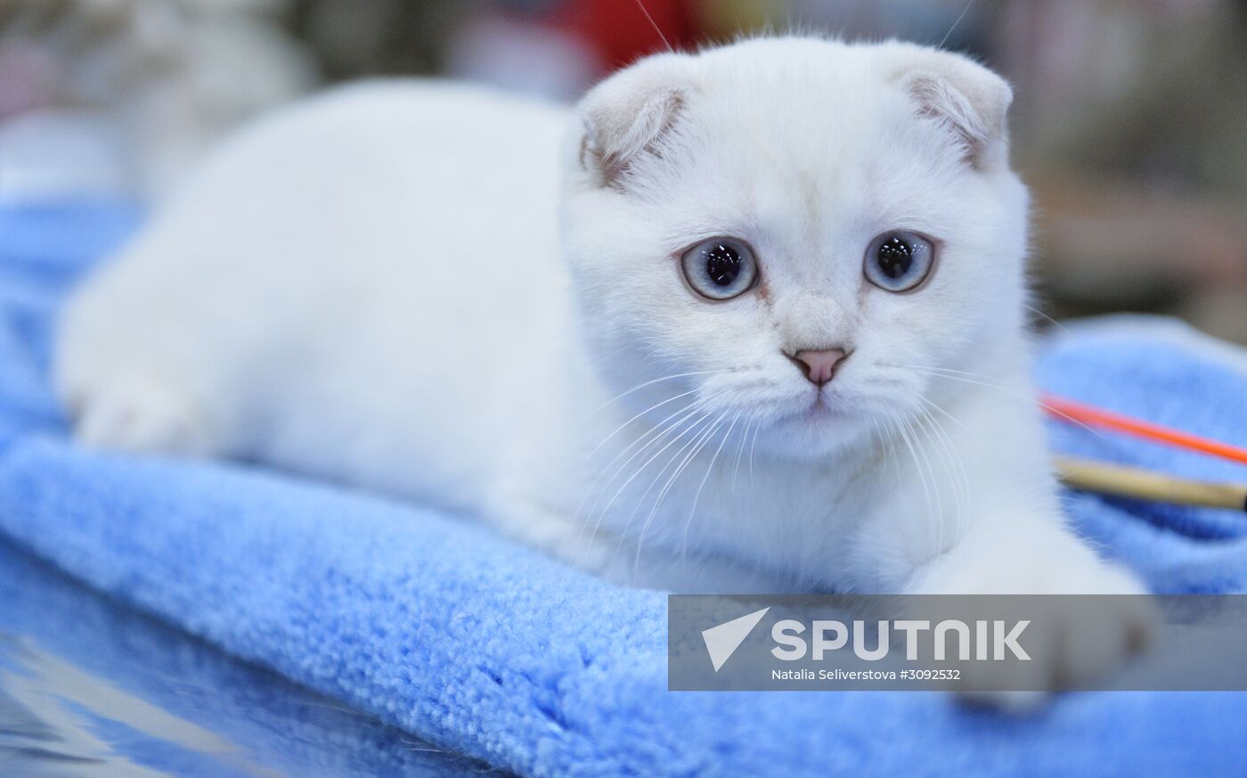 Valencia Cup Spring cat show