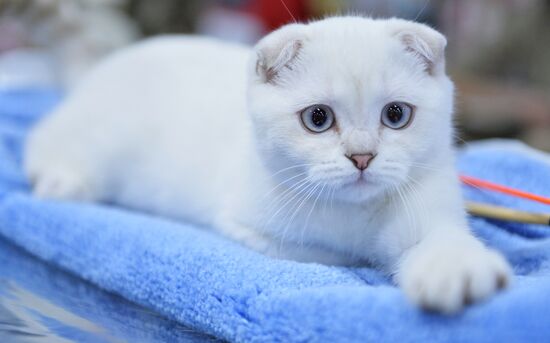 Valencia Cup Spring cat show