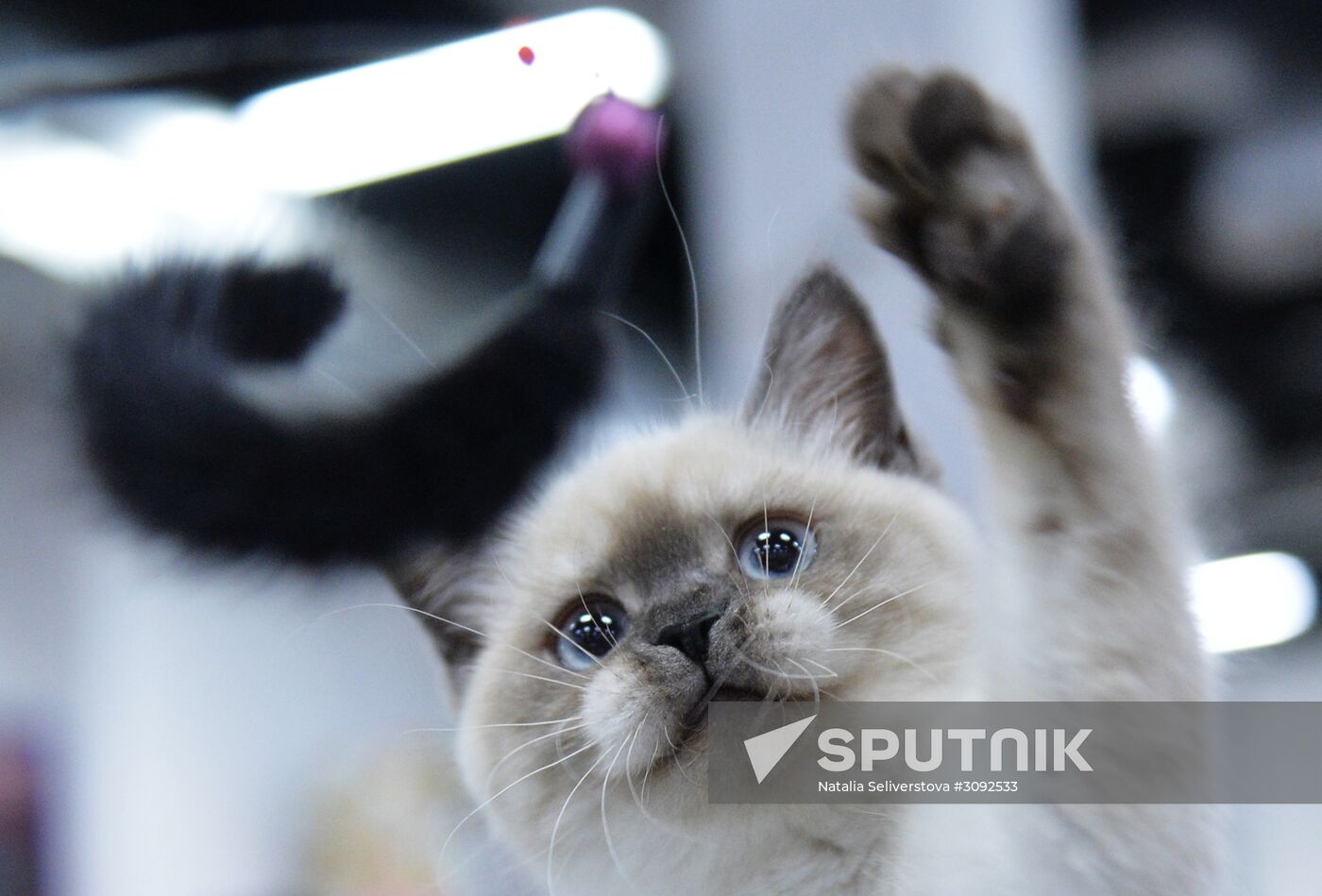 Valencia Cup Spring cat show