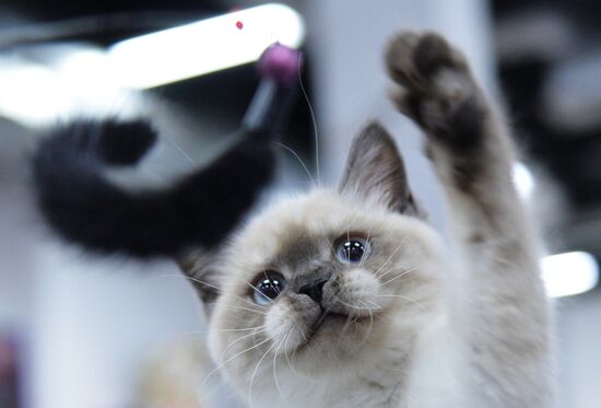 Valencia Cup Spring cat show