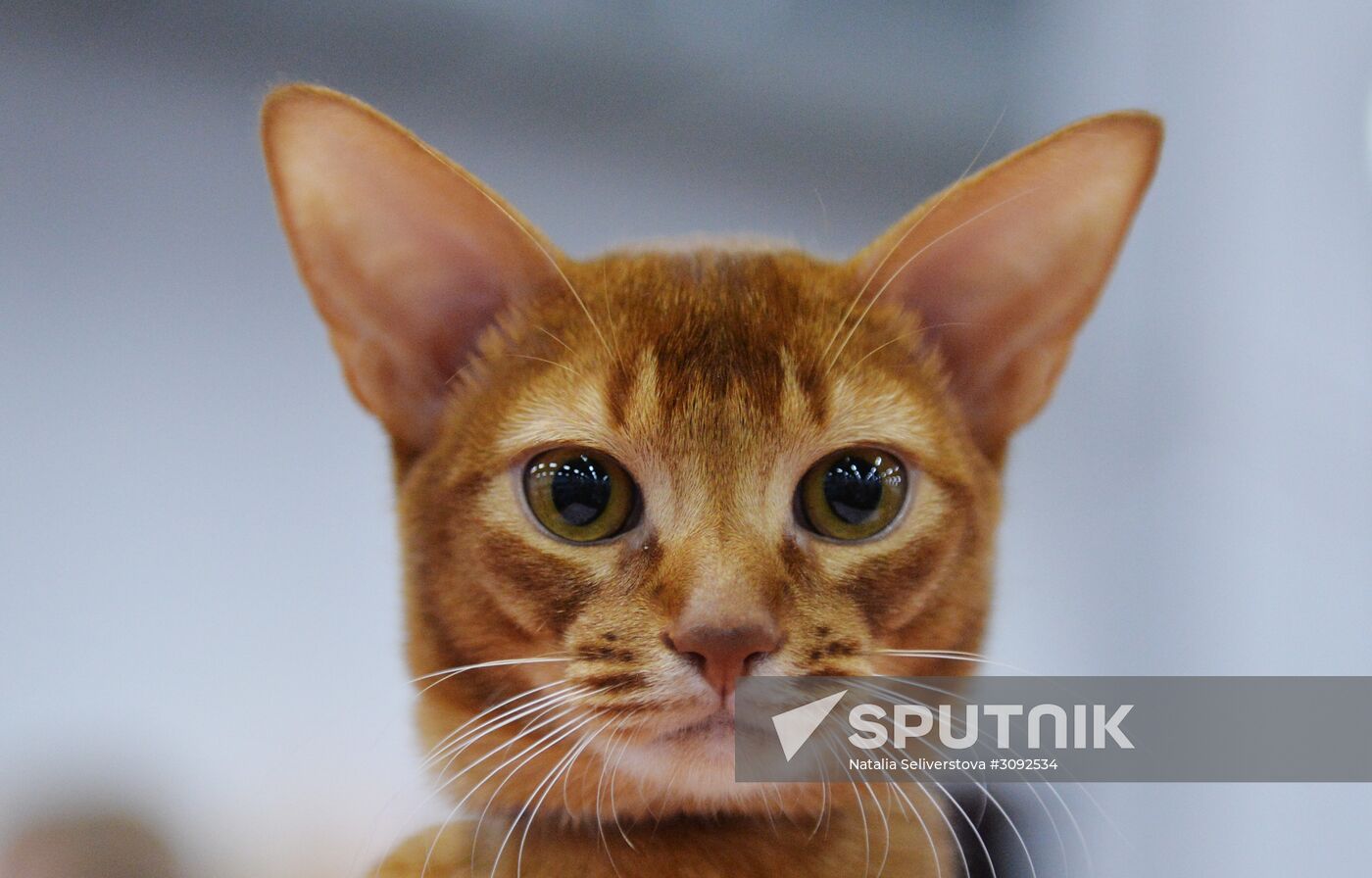 Valencia Cup Spring cat show