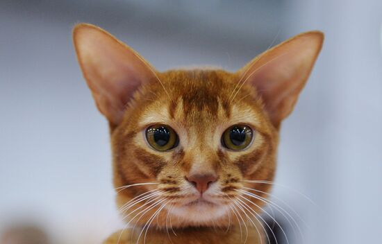 Valencia Cup Spring cat show