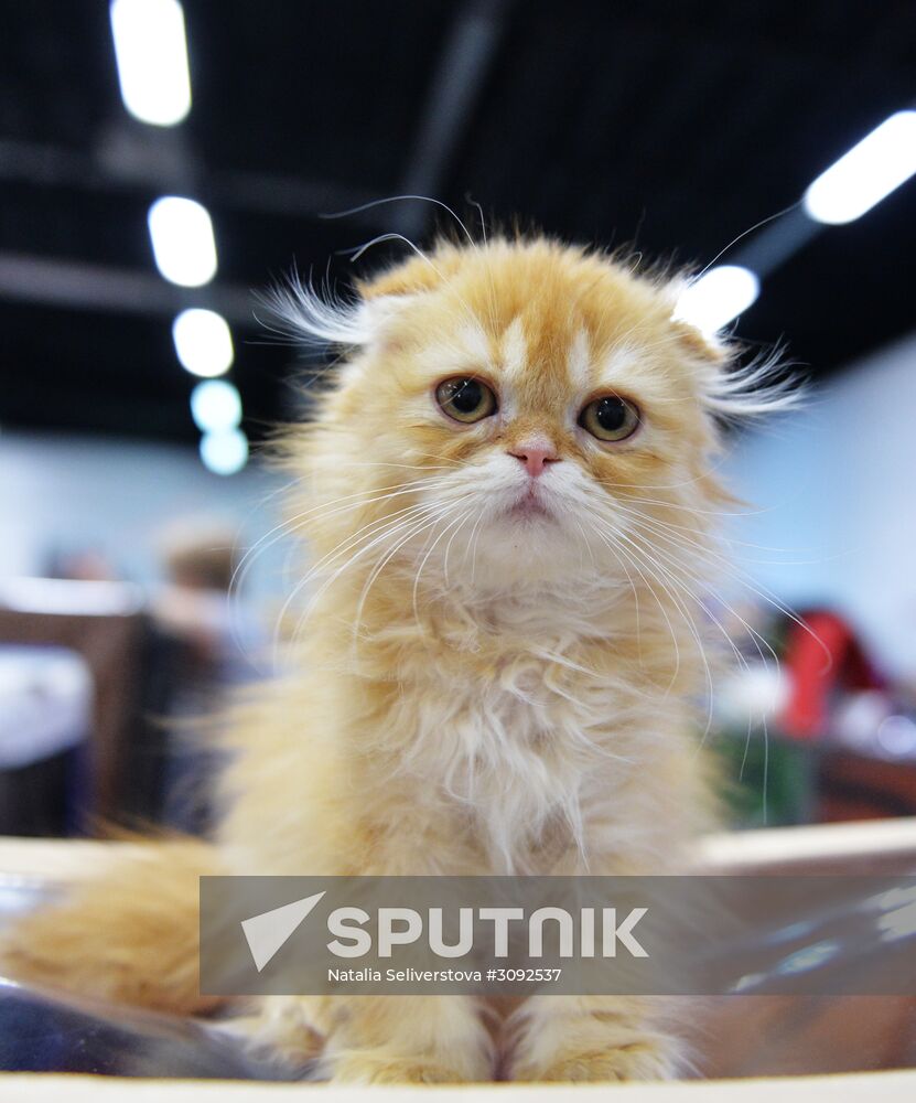Valencia Cup Spring cat show