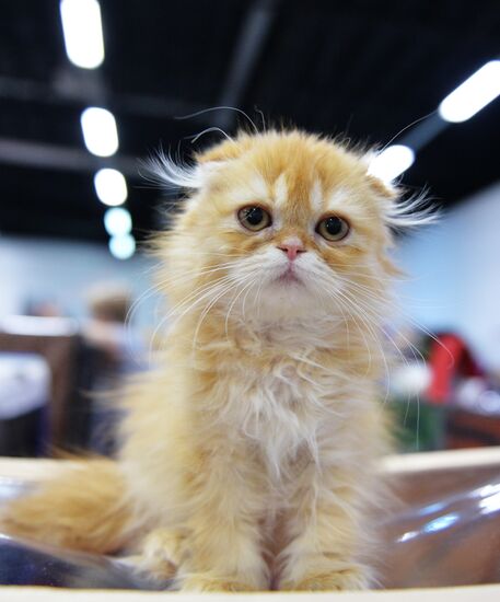 Valencia Cup Spring cat show