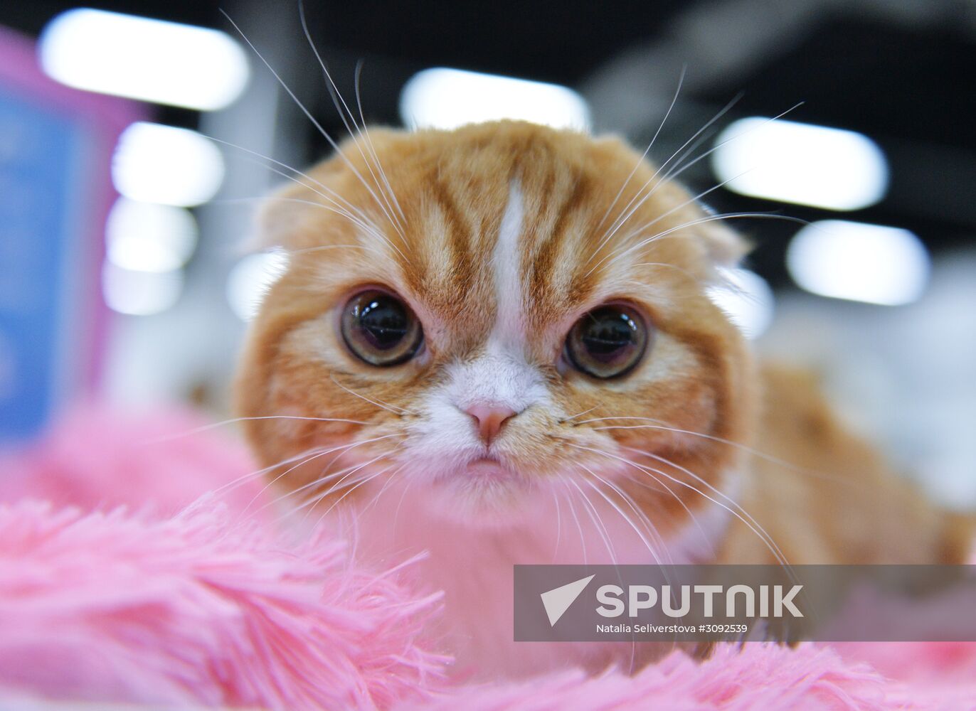 Valencia Cup Spring cat show