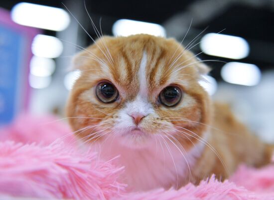 Valencia Cup Spring cat show