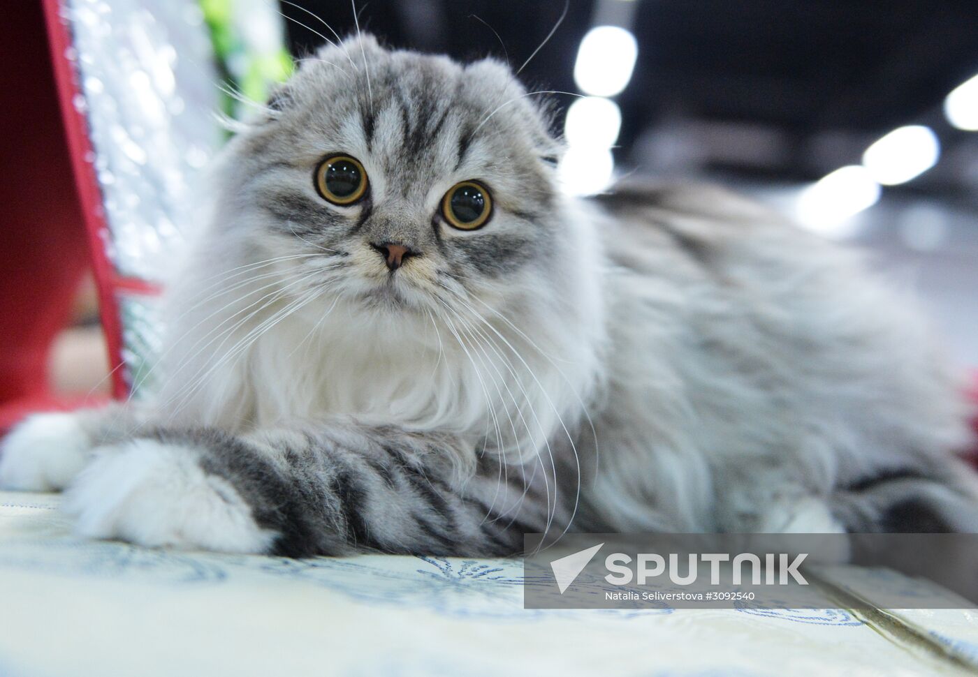 Valencia Cup Spring cat show