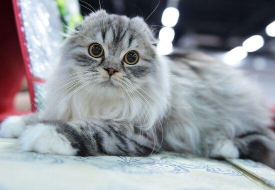 Valencia Cup Spring cat show