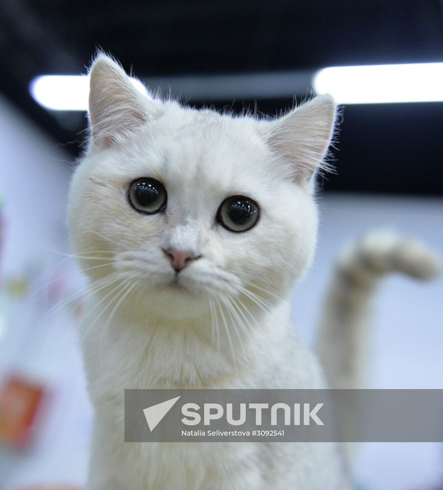 Valencia Cup Spring cat show