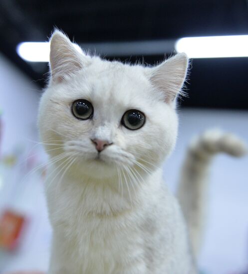 Valencia Cup Spring cat show