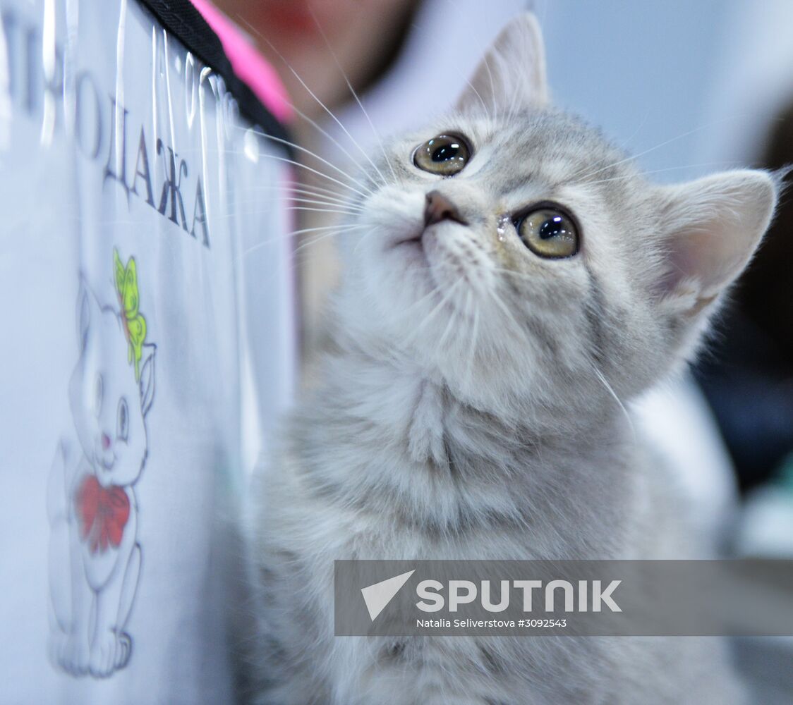 Valencia Cup Spring cat show