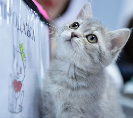 Valencia Cup Spring cat show