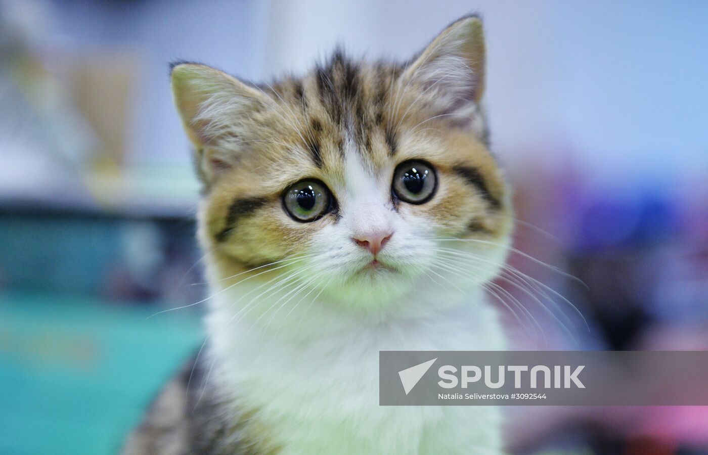 Valencia Cup Spring cat show