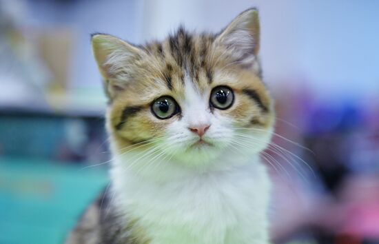 Valencia Cup Spring cat show