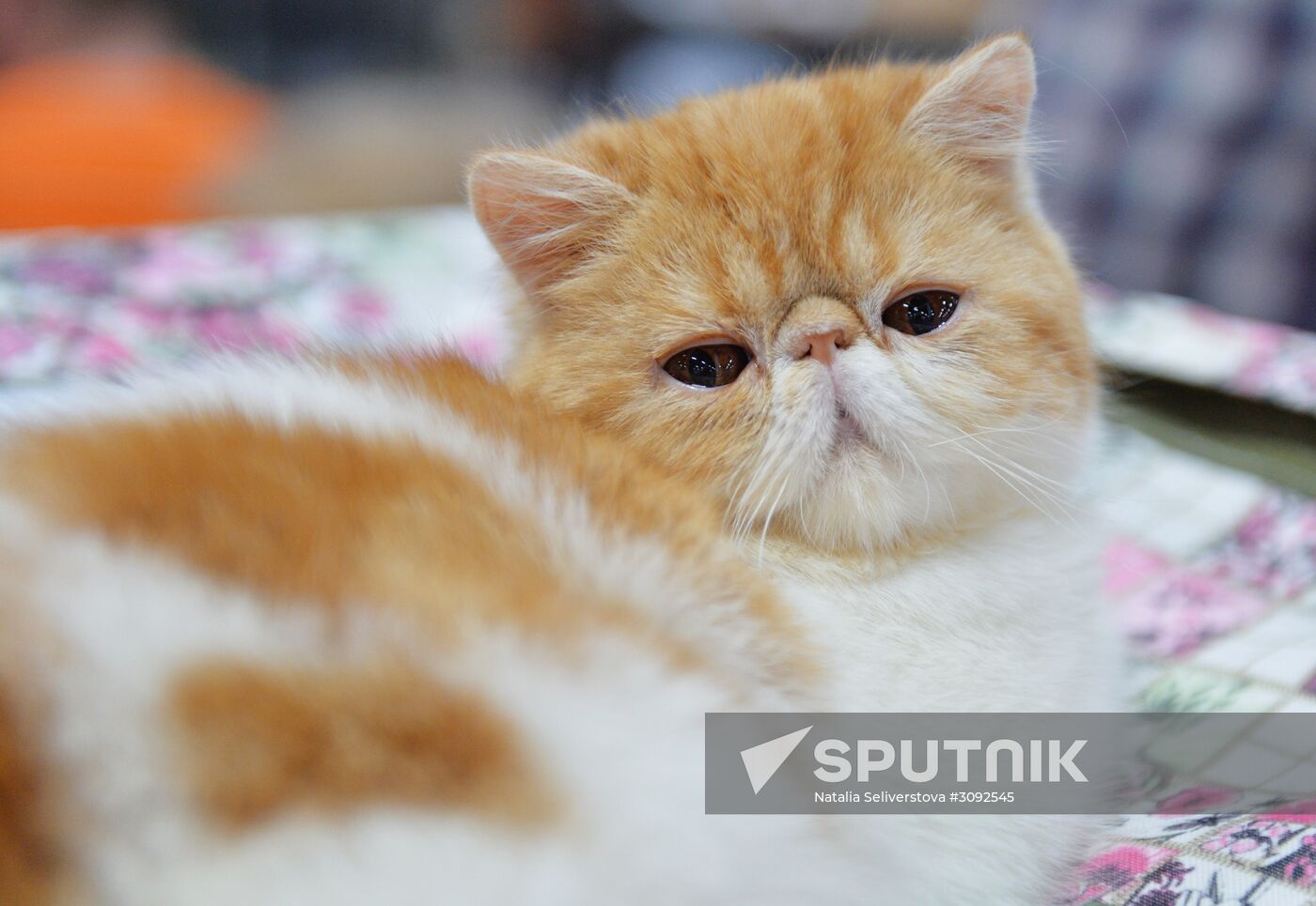 Valencia Cup Spring cat show