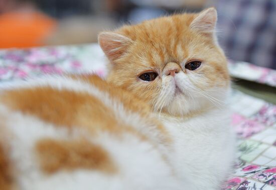 Valencia Cup Spring cat show