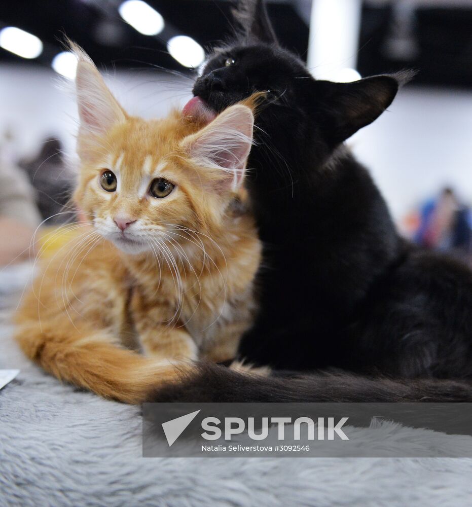 Valencia Cup Spring cat show