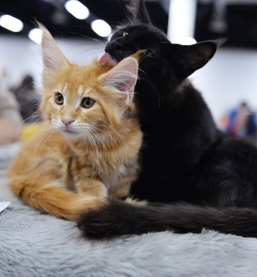 Valencia Cup Spring cat show