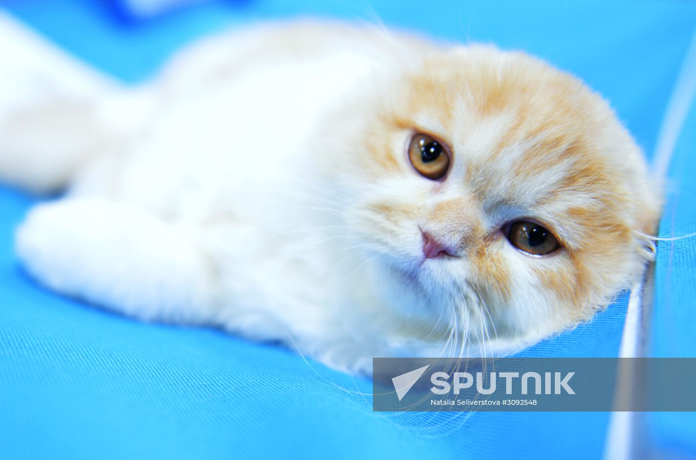 Valencia Cup Spring cat show