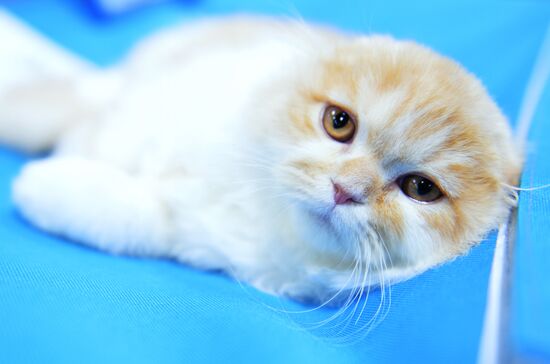 Valencia Cup Spring cat show