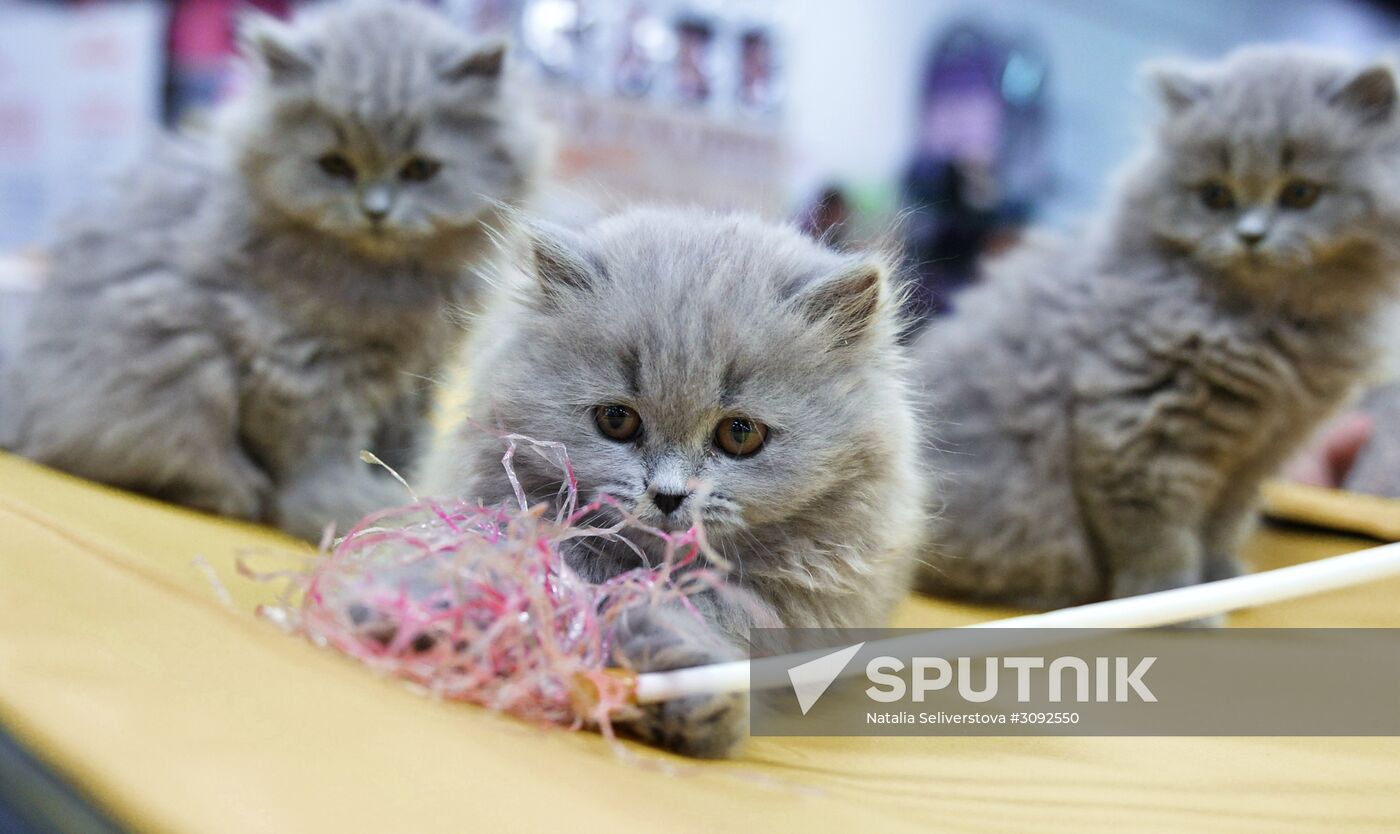 Valencia Cup Spring cat show