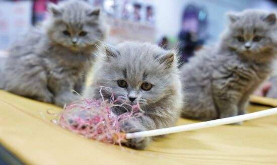 Valencia Cup Spring cat show