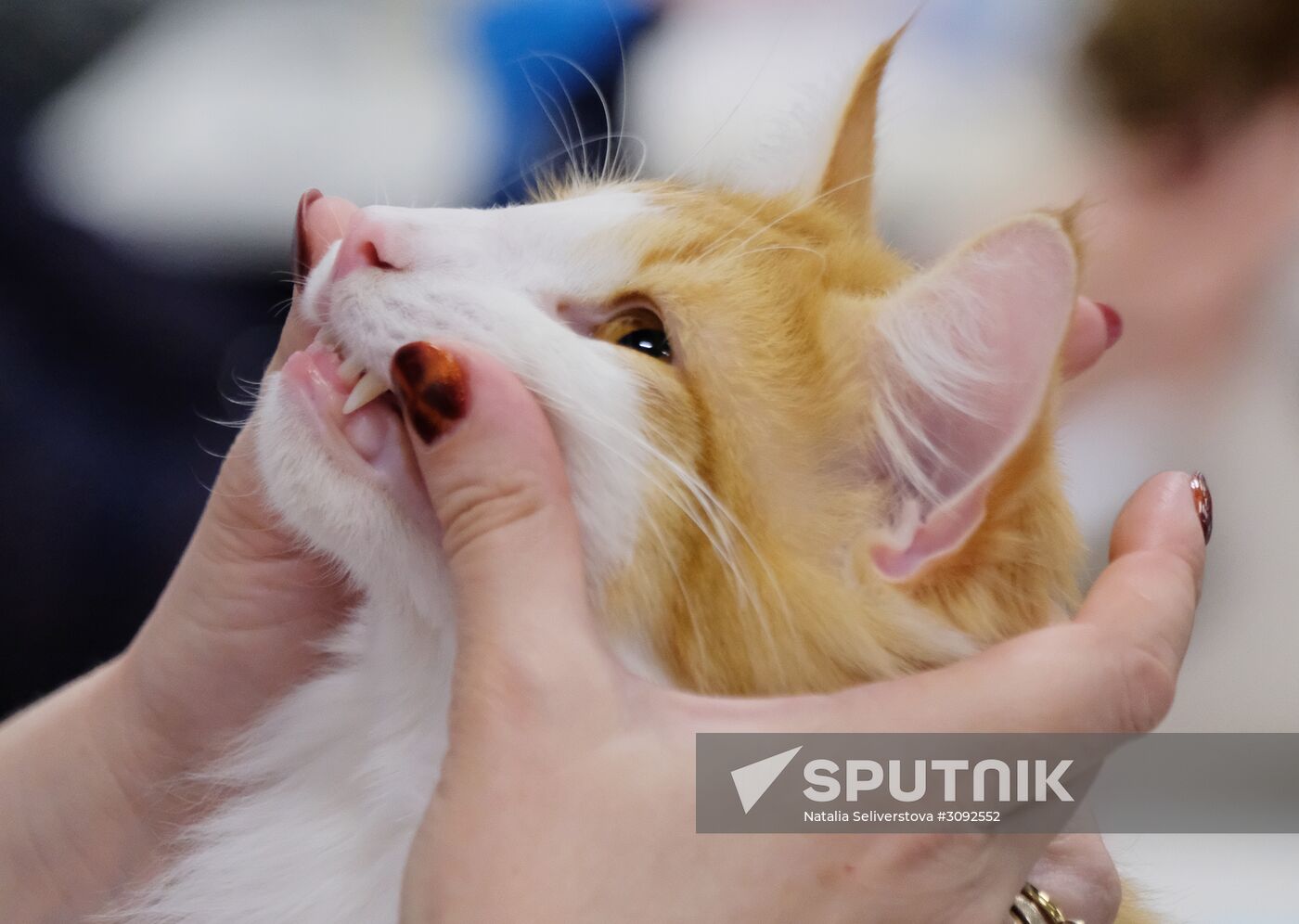 Valencia Cup Spring cat show