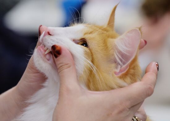 Valencia Cup Spring cat show