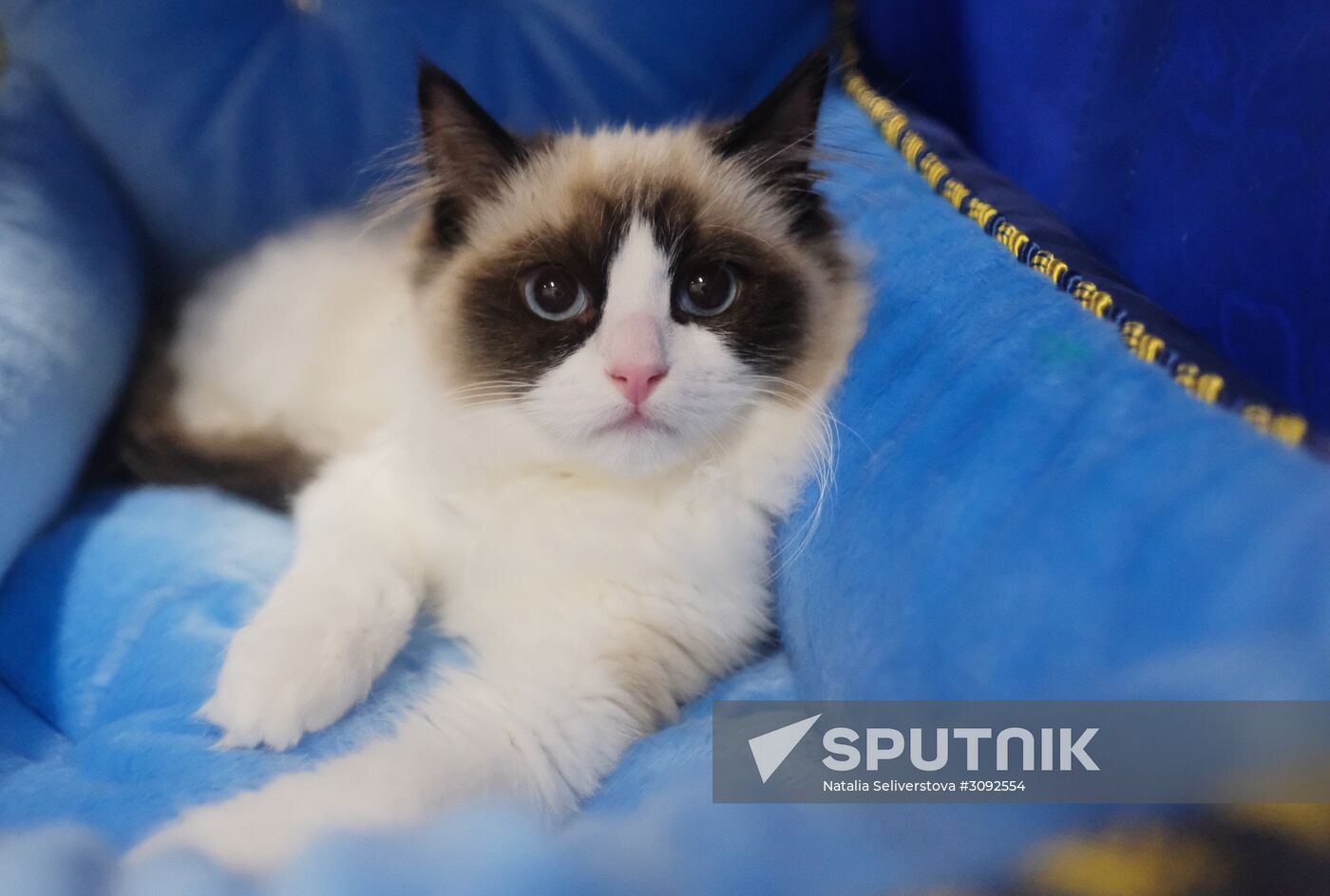 Valencia Cup Spring cat show