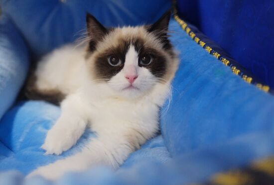 Valencia Cup Spring cat show